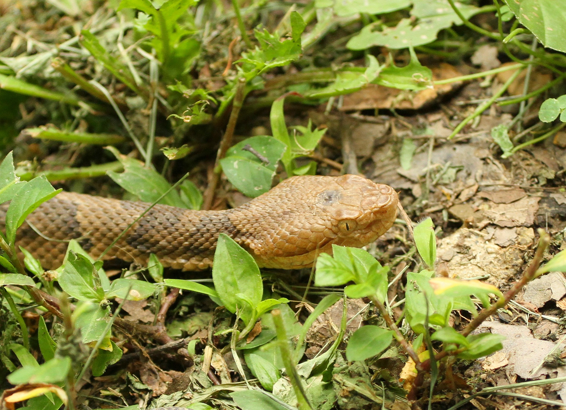 Northern Copperhead.jpg [1011 Kb]